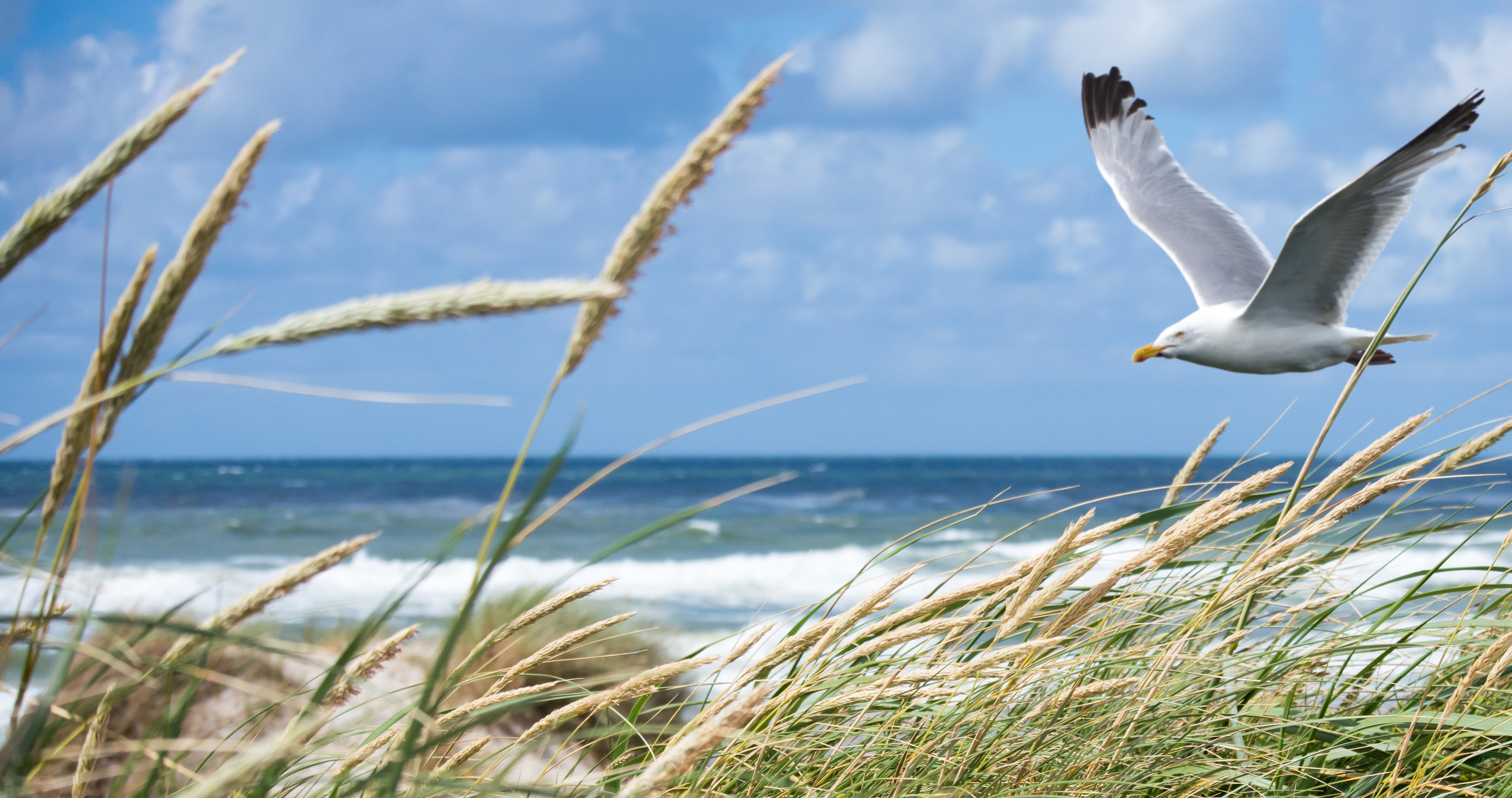 Ostsee Newsletter