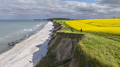Frau wandert auf Steilküste entlang. Links neben ihr ist der Hang der Steilküste und der Strand mit der Ostsee. Rechts von ihr blühen die Rapsfelder.