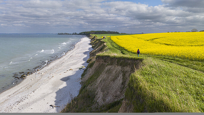 Frau wandert auf Steilküste entlang. Links neben ihr ist der Hang der Steilküste und der Strand mit der Ostsee. Rechts von ihr blühen die Rapsfelder.