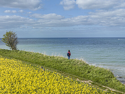 An der Steilküste blüht der Raps gelb. Im Hintergrund ist die Ostsee zu sehen.