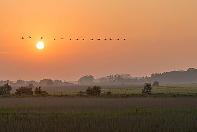 Ein Sonnenuntergang über den Feldern von Grube. Der Himmel leuchtet orange, über dem Horizont zeichnen sich die Bäume ab wie Scherenschnitte.