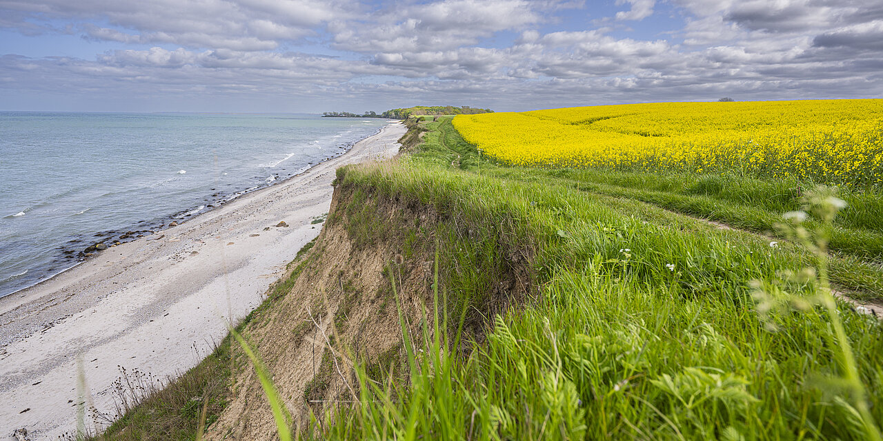 Steilküste Stohl im Frühling in der Eckernförder Bucht. Die Rapsfelder blühen