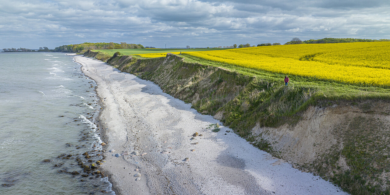 Paar geht entlang der Steilküste Holnis spazieren. Links ist die Ostsee zusehen und recht die Steilküste mit den blühenden Rapsfeldern.