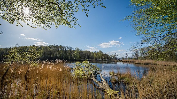 Ein kleiner See mitten im Grünen. ringsherum nur grüne Natur und blauer Himmel.