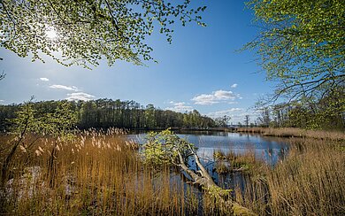 Ein kleiner See mitten im Grünen. ringsherum nur grüne Natur und blauer Himmel.