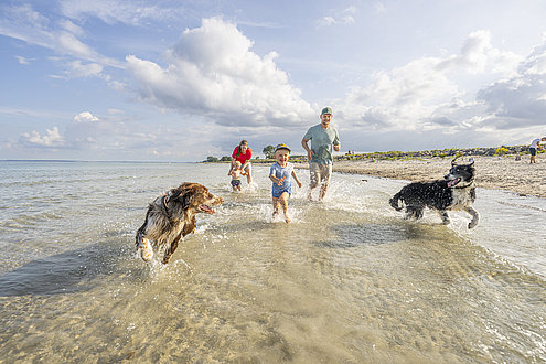 Eine vierköpfige Familie spielt mit zwei Hunden am Strand in Damp an der Ostsee.