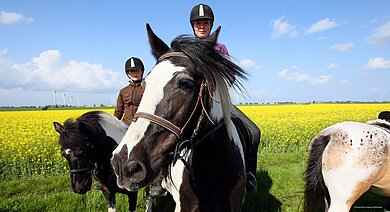 Ein geschcktes Pferd mit Reiter vor einem Rapsfeld. Halb im Bild noch zwei weitere Reiter. 