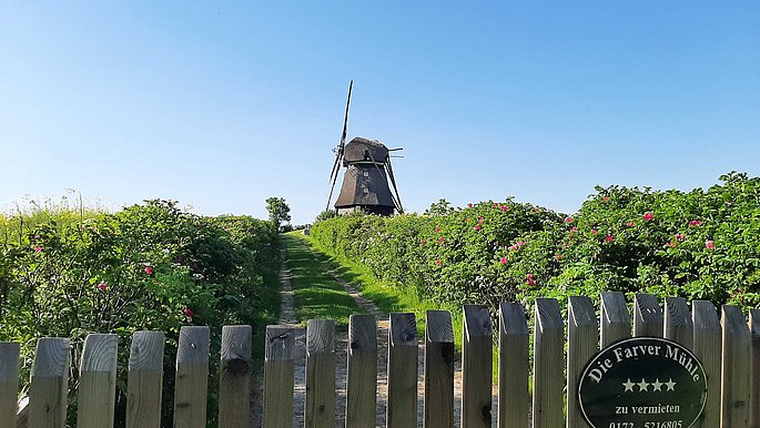 Farver Mühle im Frühling, Wangels