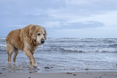 Ein friedlicher Wintermorgen am Strand von Heiligenhafen: Eine Person spaziert mit ihrem Hund entlang der Küste, während die aufgehende Sonne die Landschaft in warmen Farben erleuchtet. Die ruhige Ostsee und die karge Wintervegetation schaffen eine idyllische Szenerie, die die natürliche Schönheit der Ostsee Schleswig-Holstein eindrucksvoll einfängt.