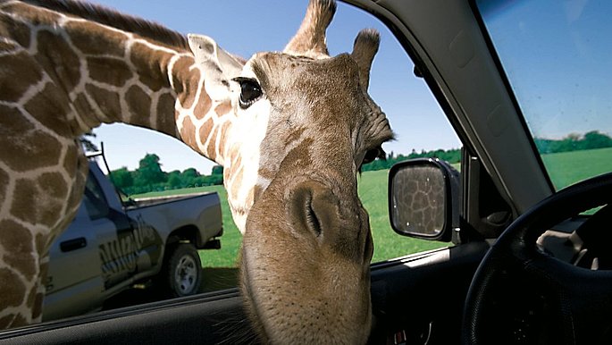Eine Giraffe steckt ihren Kopf durch ein offenes Autofenster und schaut ins innere des Autos.