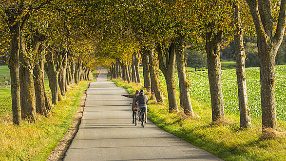Eine Allee mit leuchtenden Blättern an den Bäumen. 