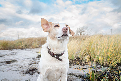 Eine Frau macht mit ihrem Hund Urlaub an der Ostsee SH. Sie sitzt entspannt in den Dünen am Strand von Fehmarn und genießt die herbstliche Atmosphäre. Sie streichelt liebevoll ihren Hund, der aufmerksam zu ihr aufblickt, während sie eine warme Tasse in der Hand hält. Die goldenen Gräser und der wolkenverhangene Himmel unterstreichen die ruhige, natürliche Stimmung. Im nächsten Moment entdecken sie bei einem Spaziergang die Fehmanrsundbrücke. Der Wind weht und die beiden lassen sich durchpusten.