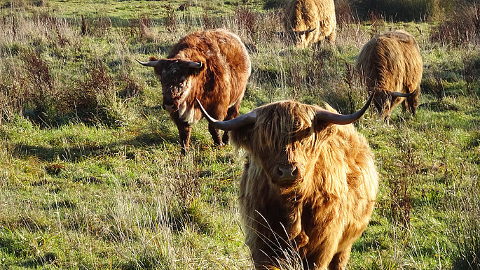 Rinder stehen auf einer mit Gras bewachsenen Wiese in Behrensdorf.