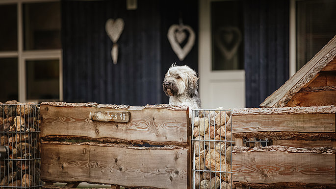 Ein Hund vor einer Ferienunterkunft, davor ein Zaun. 