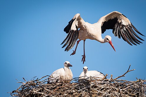Eine Nahaufnahme eines Storchennestes. Man sieht einen Storch die Flügel ausbreiten und landen. Im Nest warten zwei kleinere Störche. 