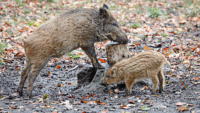 Zwei Wildschweine spielen miteinander. 