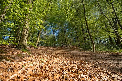 Ein Waldweg im Waldmuseum. Zu sehen ist Laub auf dem Boden und viel grün. durch den der Himmel blitzt. 