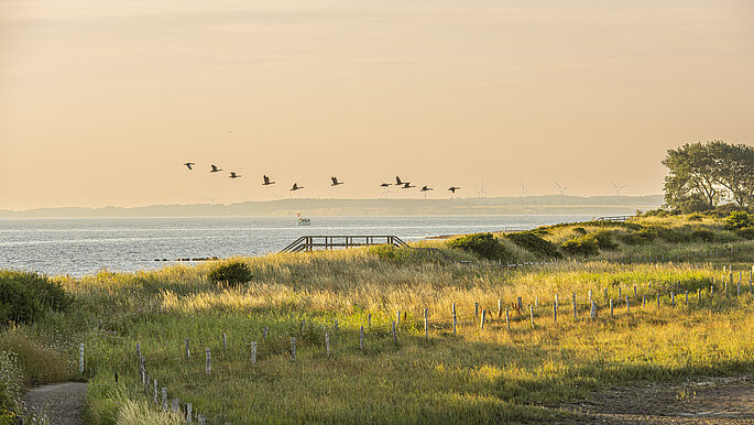 Landschaft Behrensdorf. Vögel fliegen über die Ostsee beim Sonnenaufgang