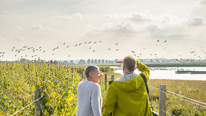 Zwei Personen beobachten im Naturschutzgebiet die Vögel die am Himmel fliegen. Überall um sie herum wachsen Gräser