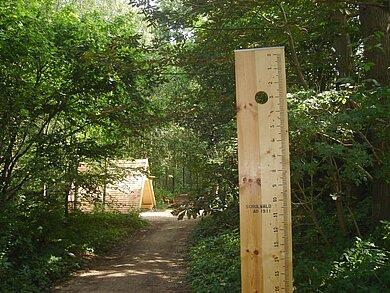 Ein Waldweg, ringsherum grüne Bäume, im Vordergrund des Bildes ein Lineal aus Holz. 